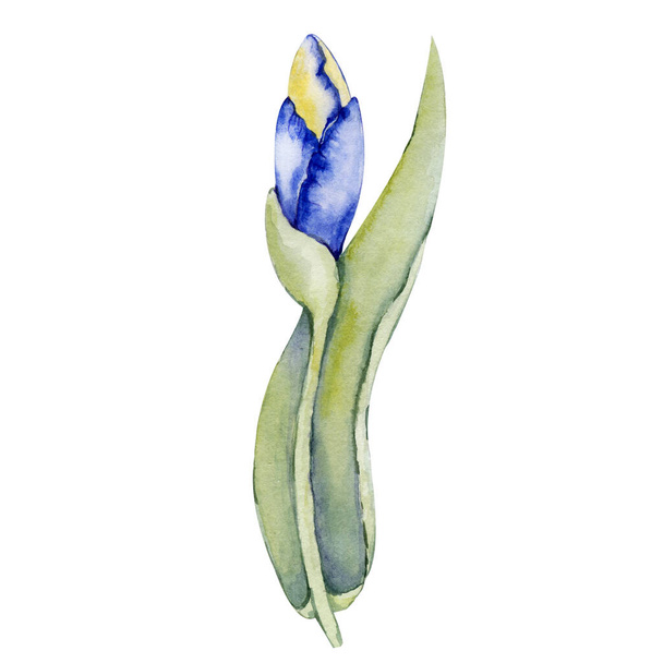 Iris flower. Hand watercolor illustration isolated on white background. Design for wedding printed matter, invitation, congratulations, clipart, postcard, birthday - Foto, Bild