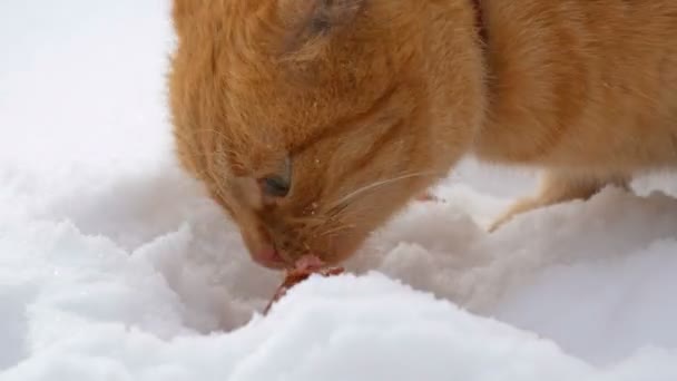 Beautiful ginger cat with a torn ear and in a red collar eating a piece of sausage in the snow on a winter day close up view - Footage, Video