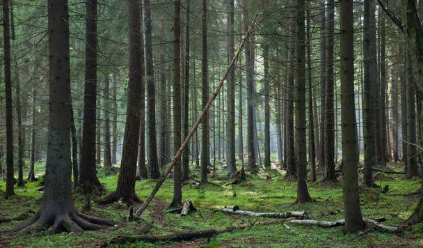 Bialowiezan metsän havupuusto
 - Valokuva, kuva