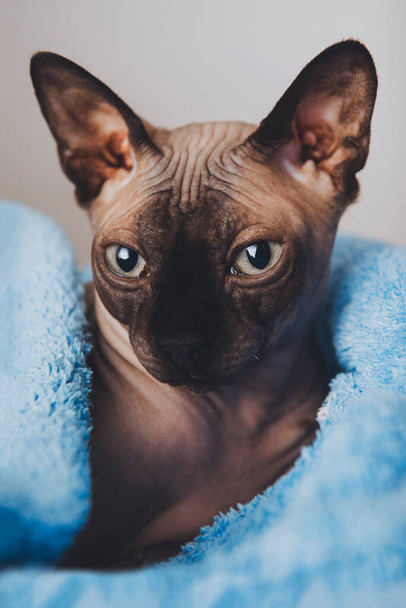 bald cat canadian sphinx on a blue blanket, pet - Zdjęcie, obraz