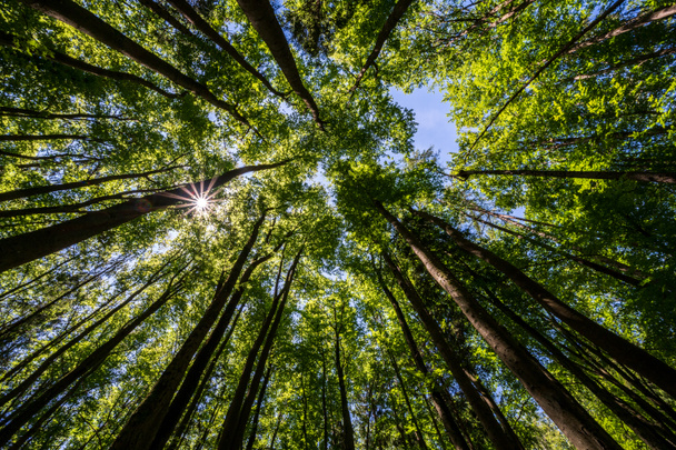 Arbres dans une forêt d'en bas avec le soleil ultra large - Photo, image
