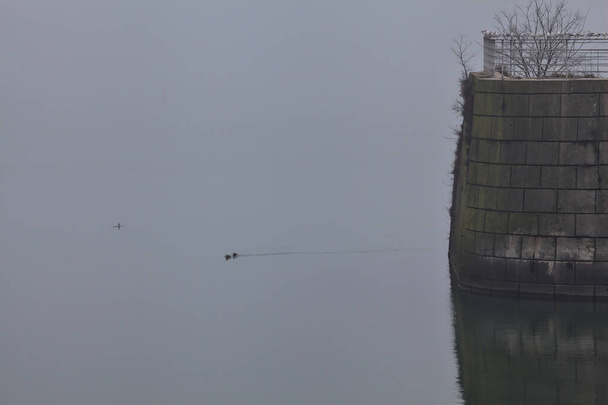 イタリアの町で霧の日に湖の古代の桟橋の隣に泳ぐマガモ - 写真・画像