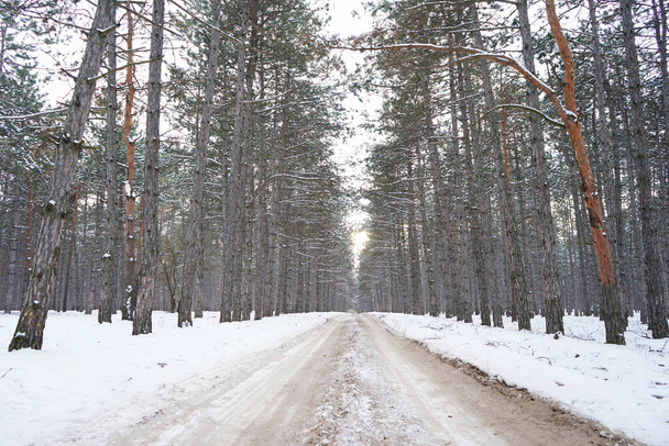 Road Trip Konzept. Leere Landstraße im Winter. Bäume und Straßenrand im Schnee. Winterreise. - Foto, Bild