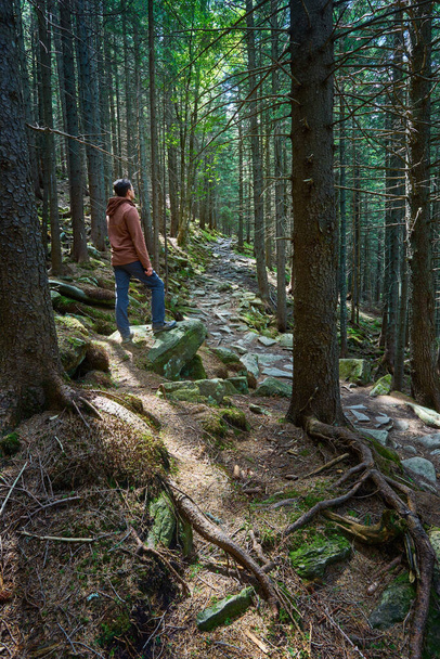Man with hiking equipment walking in mouton forest - Photo, image