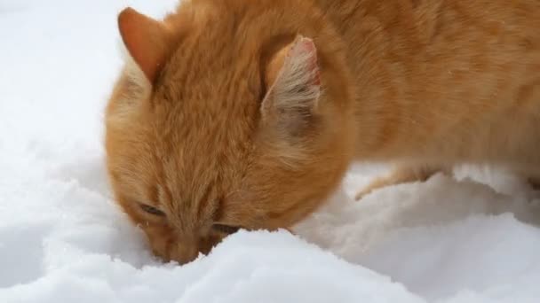 Mooie roodharige kat met een gescheurd oor en in een rode halsband een stuk worst in de sneeuw op een winterdag van dichtbij bekijken - Video