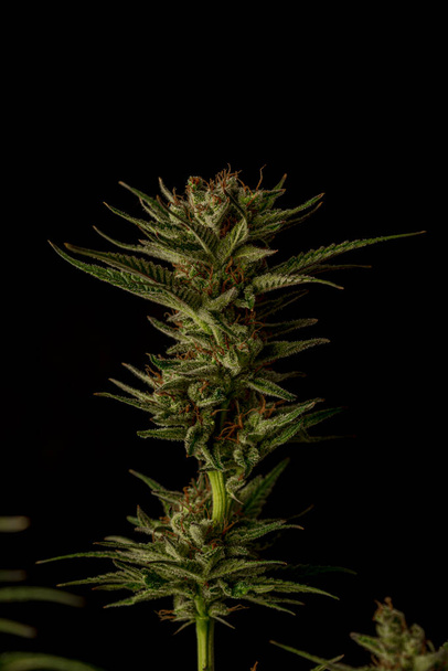 S.A.G.E. разнообразие марихуаны спелый цветок цвета с черным и серым фоном - Фото, изображение