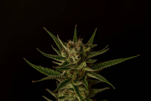 S.A.G.E. разнообразие марихуаны спелый цветок цвета с черным и серым фоном - Фото, изображение