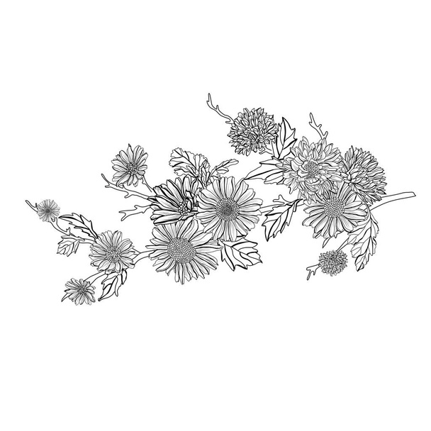 Decorative hand drawn aster flowers, design elements. Can be used for cards, invitations, banners, posters, print design. Floral background in line art style - Wektor, obraz