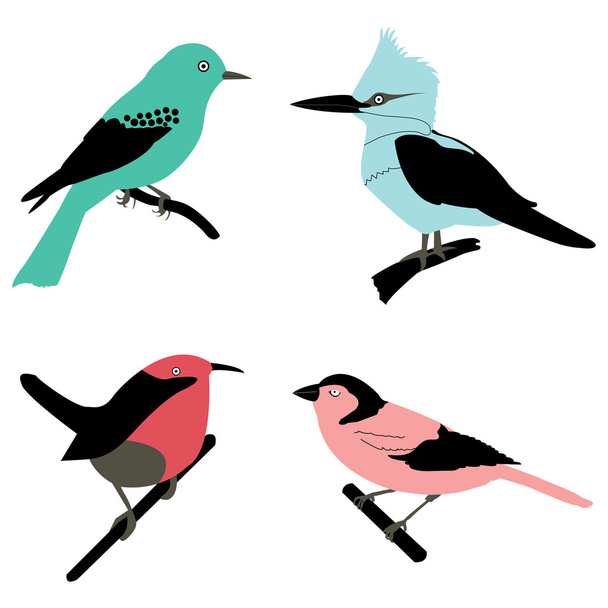 verschillende vogels - Foto, afbeelding