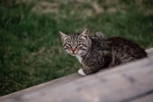 Aranyos és barátságos vidéki macska ül egy padon. Nyugodt vidéki élet nyáron. Gyönyörű macska a fehérorosz faluban. - Fotó, kép