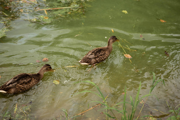 Canard sauvage nageant sur une eau verte en fleurs. Canards dans un fond d'étang vert. Minsk, Bélarus. - Photo, image