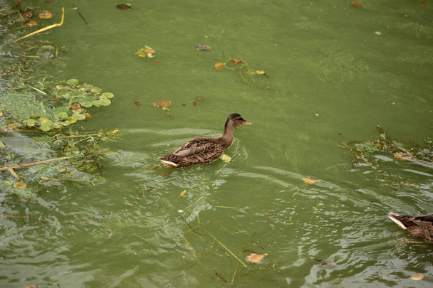 野生のアヒルの開花緑の水の上で泳ぐ。緑の池の背景にアヒル。ミンスクベラルーシ. - 写真・画像