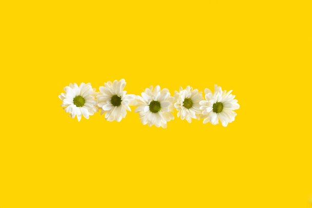Białe wiosenne kwiaty na żółtym tle. Leżeć płasko. Kreatywna barwna kompozycja. Naturalny modny design dekoracyjny z miejscem na tekst. - Zdjęcie, obraz