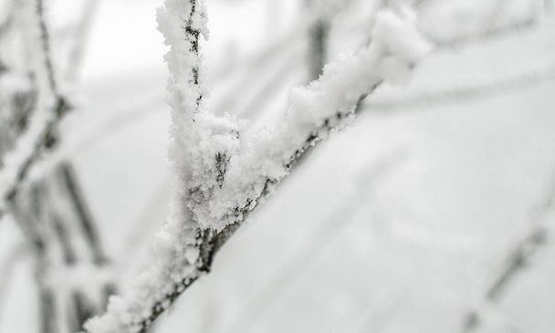 Zbliżenie gałęzi pokrytych śniegiem i kryształami lodu, piękny zimowy krajobraz. - Zdjęcie, obraz