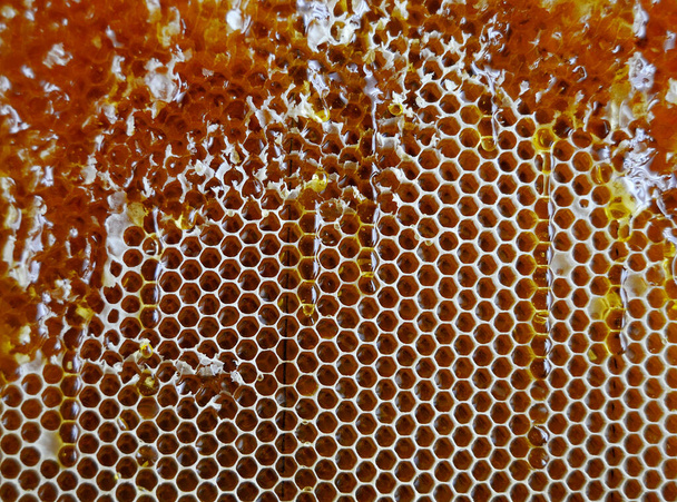 Egy csepp mézcseppet a hatszögletű, arany nektárral töltött méhecskékből. Méhsejt fésű nyári összetétele, amely csepp természetes méz, csepegtető viasz keret méh. Méhcsepp a mézes fésűben. - Fotó, kép