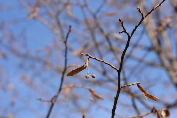 Small-leaved lime branches with seeds - Latin name - Tilia cordata - Fotó, kép