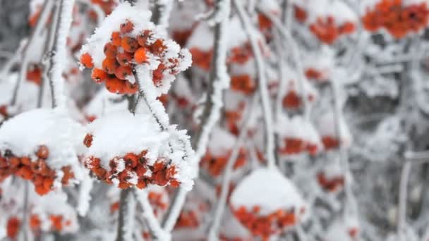 Egy csomó vörös érett hegyi kőris vagy evezős Quicken Tree Sorbus borított hó egy téli napon - Felvétel, videó