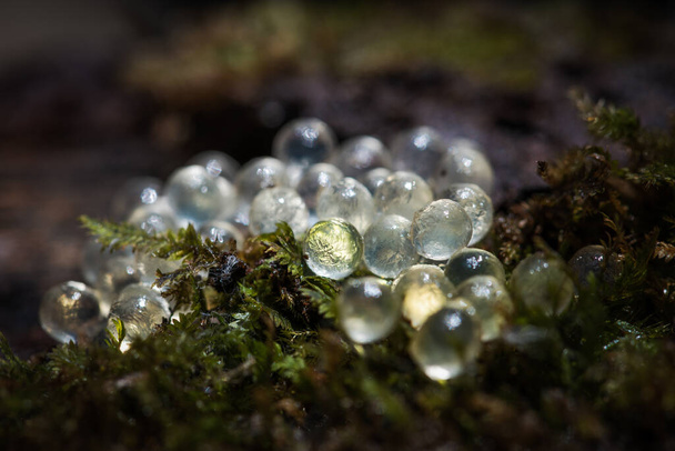 Leopard slug eggs on a wet wooden stump / egg cluster of the Limax maximus - Photo, Image