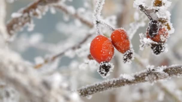 Czerwona róża biodra pokryte mrozem i śniegiem w zimowy dzień - Materiał filmowy, wideo