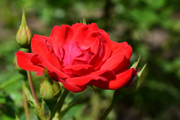 Όμορφο κόκκινο τριαντάφυλλο με μπουμπούκια στον κήπο. Κύμη με μικρά κόκκινα τριαντάφυλλα και μπουμπούκια. Υπέροχο ανθισμένο κόκκινο χρώμα τριαντάφυλλο λουλούδι ως φυσικό υπόβαθρο. - Φωτογραφία, εικόνα
