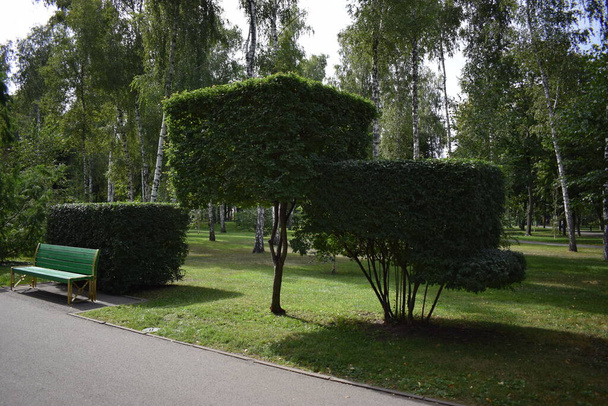 低木や緑の芝生の公園、景観デザイン。正方形のキューブ状の木の路地、キューブ状のトリミングされた木。きれいな青空の下で緑の木。正方形の形をした幾何学的な木. - 写真・画像