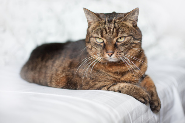 yatakta yatarken tekir kedi - Fotoğraf, Görsel