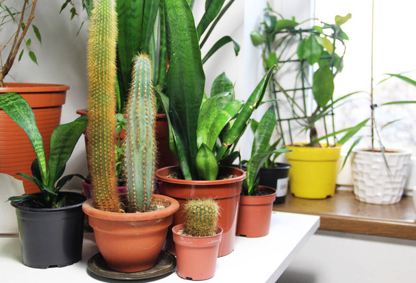 Házi növények keveréke a világos fehér szobában - Fotó, kép