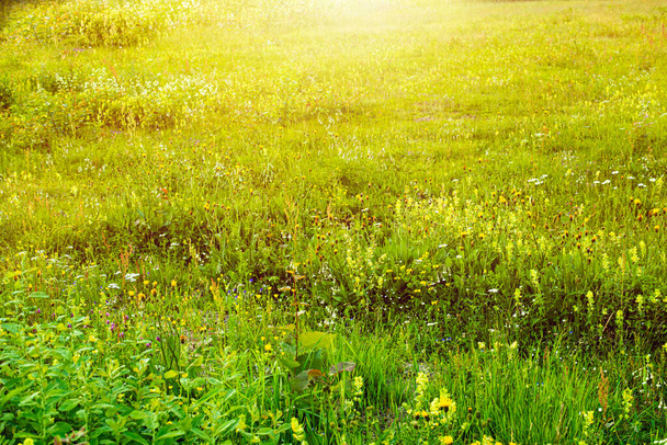 夏の緑の牧草地。太陽に照らされた牧草地. - 写真・画像