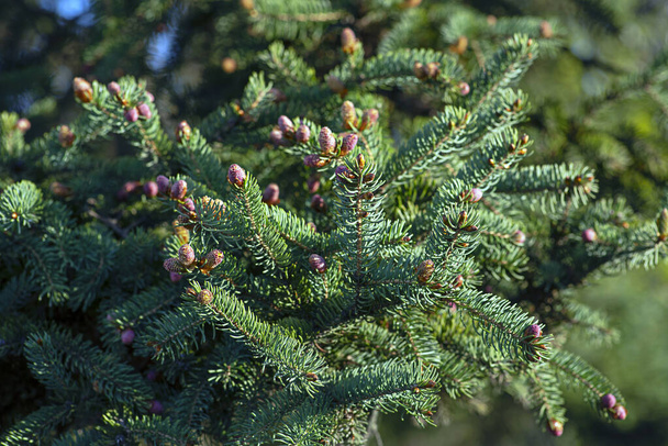 Spruce branches with buds of cones in front of a blue sky in bright sunlight. Floral background for design. Shallow depth of field - Photo, Image