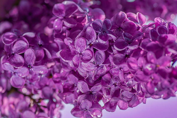 Blooming lilac in dew drops. Pure water. Floral background for design. Shallow depth of field, macro - Photo, Image