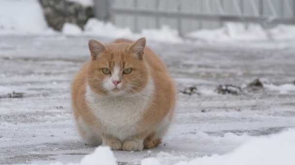Krásná zázvorová kočka kráčí ve sněhu v zimní den - Záběry, video