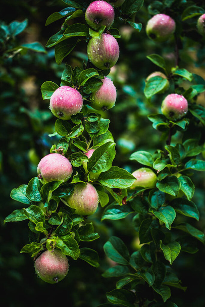 Jabłka na drzewie po deszczu - Zdjęcie, obraz