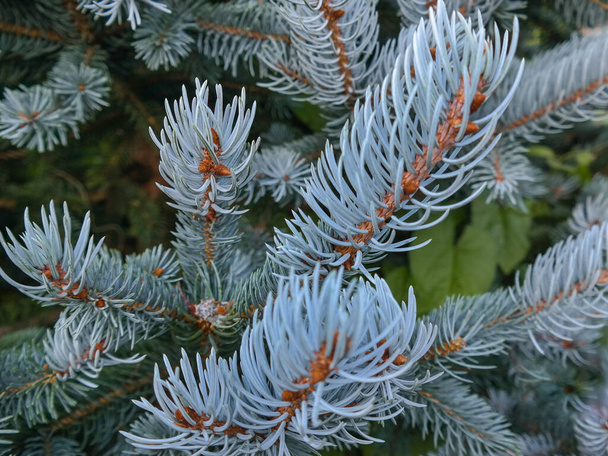 Decorative silver spruce tree twigs. Close up. Needles. Coniferous tree. Forever green. Evergreen plants. Colorado blue spruce. Picea pungens. Pinaceae. Branch with male cones of the Sargents Spruce. - Photo, Image