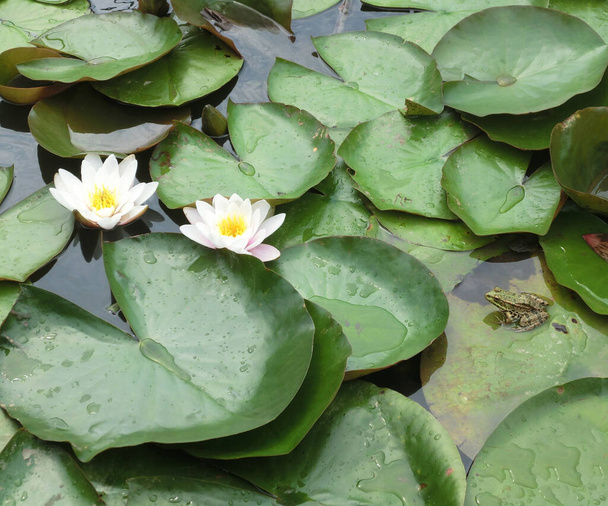 Flores de lírio de água branca na lagoa - Foto, Imagem