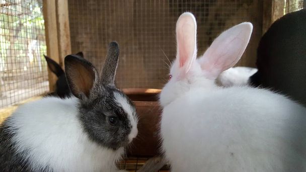 Кролячі кубики в клітках. Вирощувати кроликів за допомогою сучасних методів. Швидше зростання та покращення якості м'яса
. - Фото, зображення