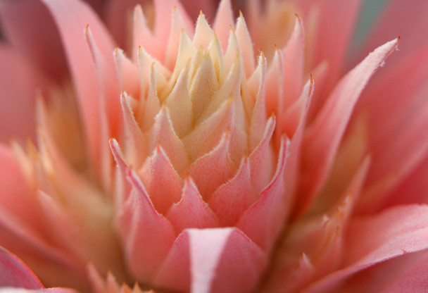 Pink beautiful flower - Photo, Image