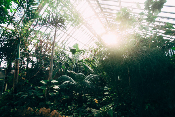 Serra con piante tropicali. Albero di banane, monstera, palme. Luce del sole - Foto, immagini