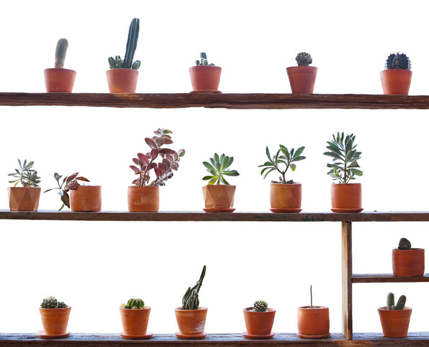 Zamknij różne kaktusy i soczyste doniczki na drewnianej półce vintage na białym tle do dekoracji ogrodniczej. - Zdjęcie, obraz