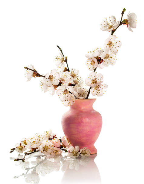 apricot blossoms in pink vase  - Foto, imagen