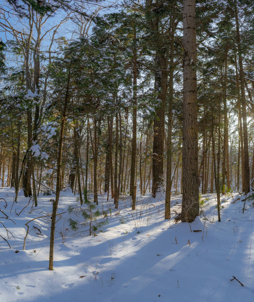 Árboles de coníferas con nieve en ramas en el bosque invernal - Foto, imagen