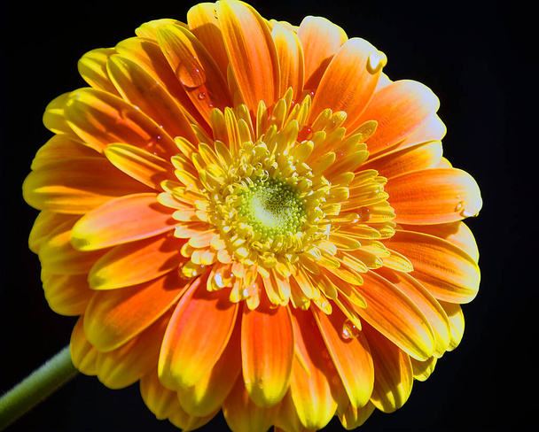 Koyu arkaplanda güzel bir çiçek, yaz konsepti, yakın görüş   - Fotoğraf, Görsel