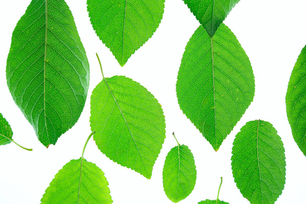 Primer plano de la pila de hojas verdes aisladas sobre fondo blanco  - Foto, imagen