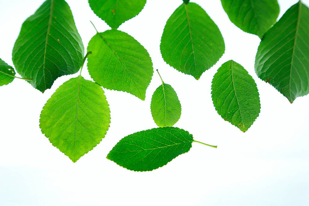 Primer plano de la pila de hojas verdes aisladas sobre fondo blanco  - Foto, imagen
