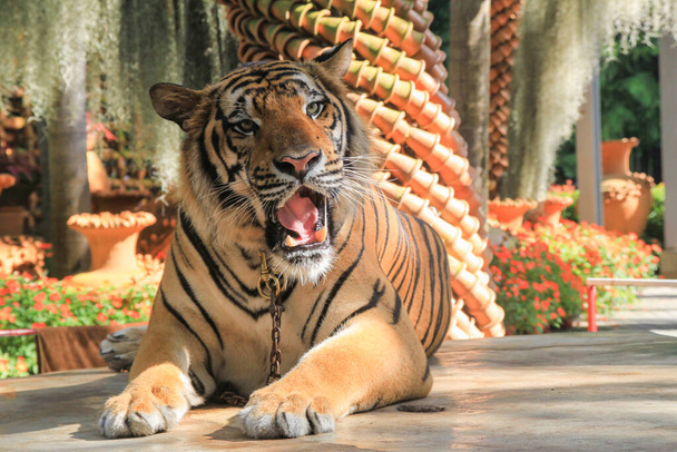 Closeup de tigre na natureza. Tigre sentado em um zoológico, parque nacional, Tailândia - Foto, Imagem