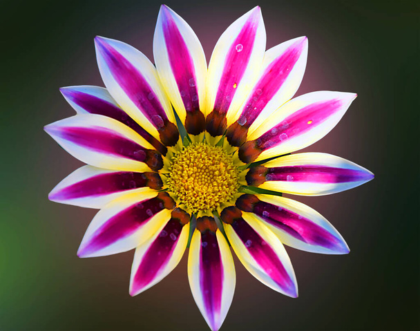 krásný květ na tmavém pozadí, letní koncept, zblízka   - Fotografie, Obrázek