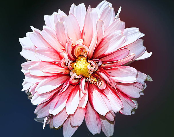 krásný květ na tmavém pozadí, letní koncept, zblízka   - Fotografie, Obrázek