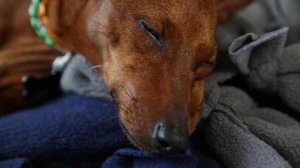  The lazy pet woke up and pulled. A charming little dog. Close-up.  - Footage, Video