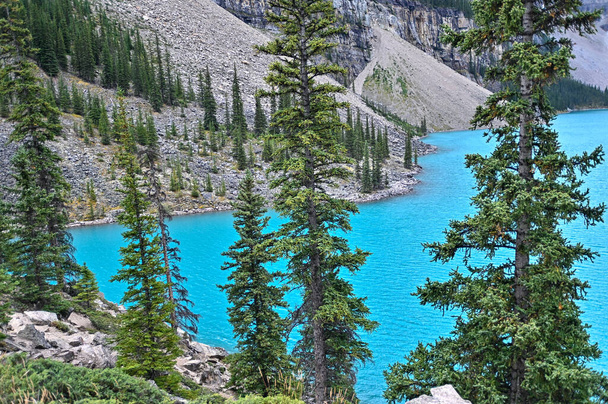 A beautiful shot of green pine trees near a blue lake - Foto, Imagem