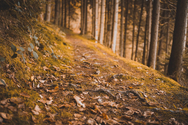 A selective focus shot of dry fallen leaves in an autumn forest - Fotoğraf, Görsel