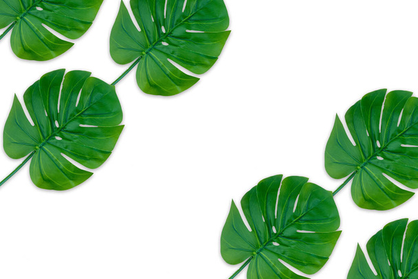 Monstera leaves summer on white background. Copy space concept and top view - Photo, Image